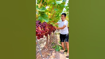 How to Prune Grape Vines for More Fruit 🍇 | Step-by-Step Guide"#grapepruning #pruninggrapevines