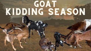 THE ENTIRE PROCESS OF GOAT KIDDING ON THE FARM|HOW GOAT GAVE BIRTH |How to assist a MOMMY GOAT