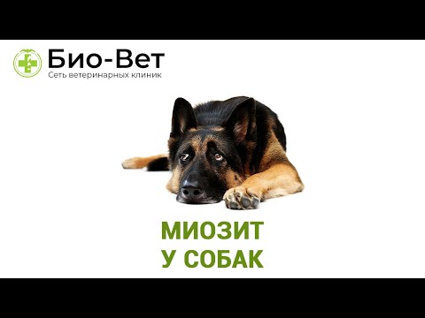 Миозит у собак - Что Это //  Ветеринарная клиника Био-Вет.