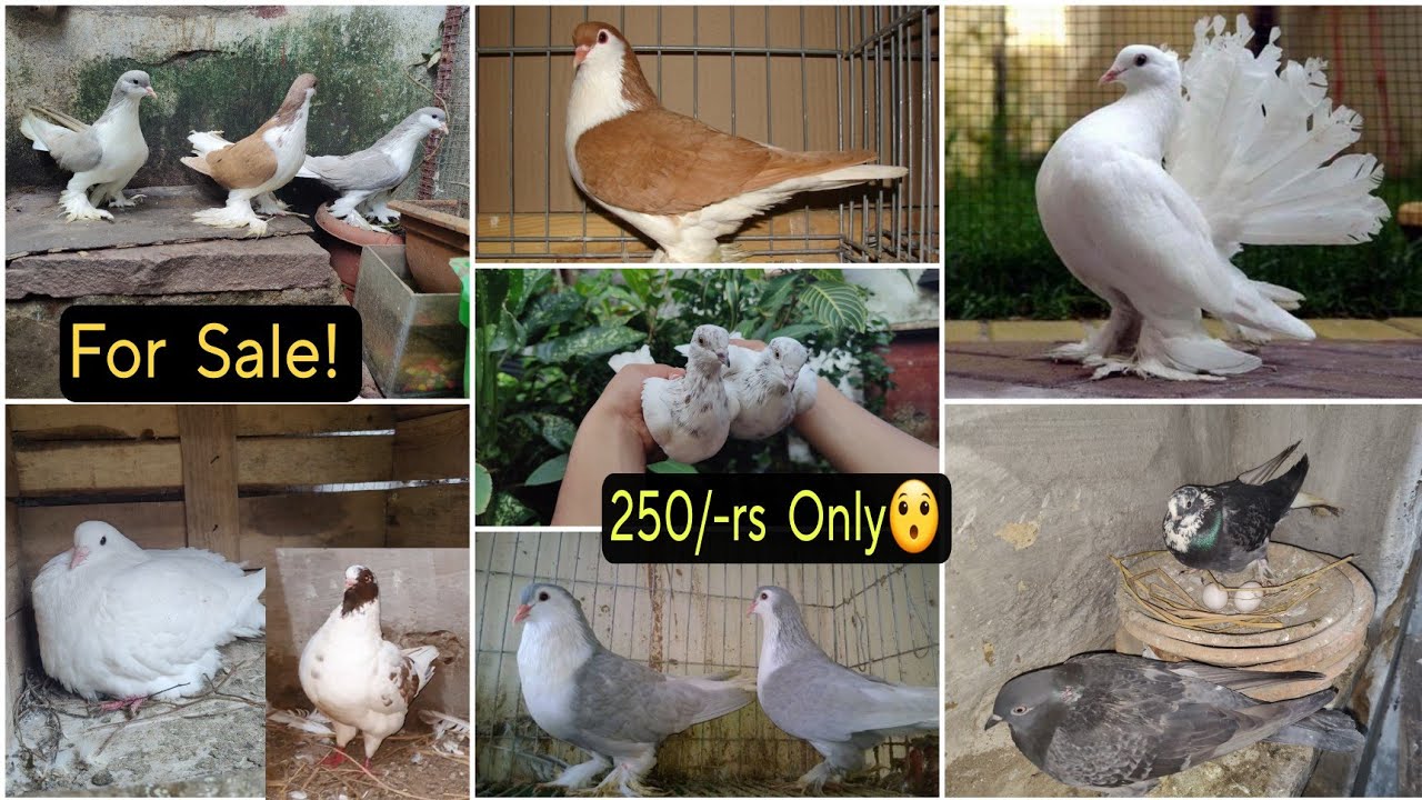 Indian Fancy Pigeons For Sale || Fancy Kabutar For Sale 😍 in Cheapest Price 😱 250rs/-