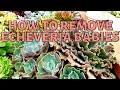 HOW TO REMOVE ECHEVERIA SUCCULENT BABIES FROM MOTHER PLANT