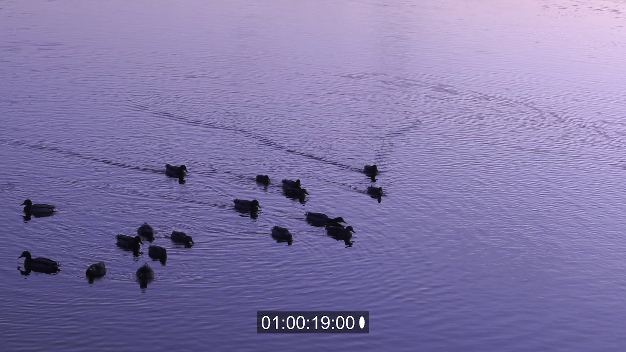 Ducks - H.265 4K (HEVC)