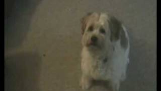Doggie Sneezes on Command!