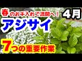 ◆アジサイ【春のお手入れ】これで満開間違いなし!