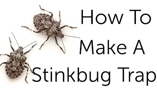 Stink Bug Control: How To Get Rid Of Stink Bugs