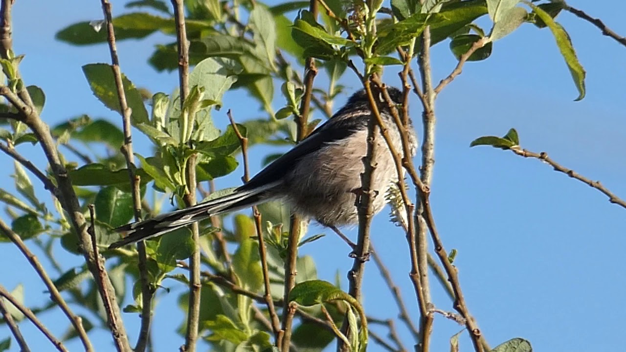 Chant Mésange à Longue Queue