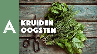 Tips Om Kruiden Te Oogsten I Een Groener Thuis I Angelo Dorny