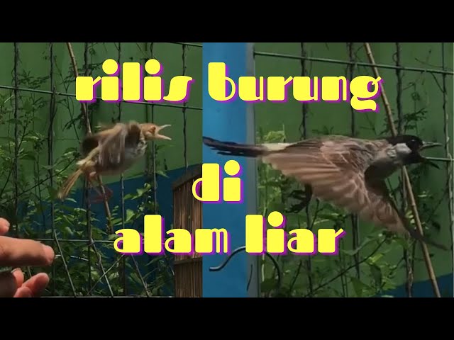 💥Rilis burung💥rilis burung ke alam liar class=