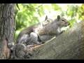 Cute Squirrels In Love