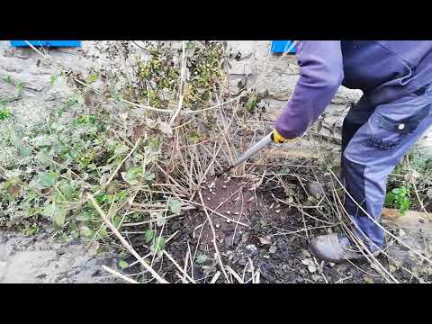 Vidéo: Taille de Lantana : comment et quand tailler les buissons de Lantana