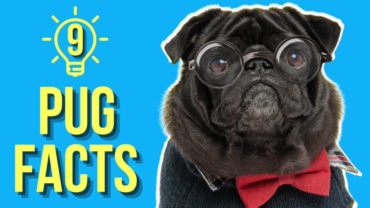 9 Mind Blowing Pug Facts  You Probably Didnt Know 