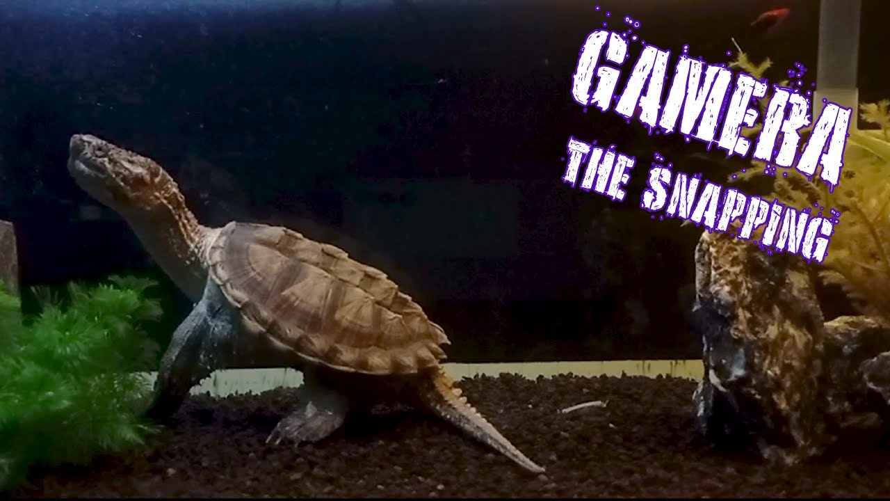 GAMERA THE SNAPPING - snapping turtle tank life 010 - YouTube