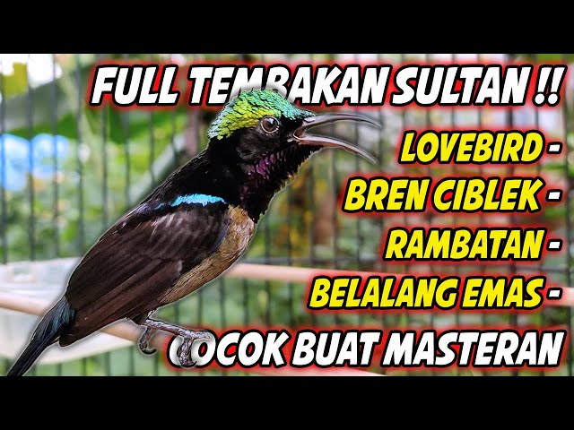 KOMPILASI MASTERAN KONIN FULL TEMBAKAN !! PANCINGAN KOLIBRI NINJA AGAR CEPAT GACOR NEMBAK ISIAN class=