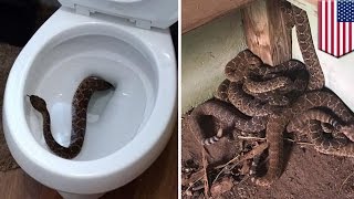 Keluarga di Texas menemukan ular derik di toilet - Tomonews