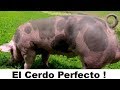 El Cerdo Perfecto Para Pie De Cría ?