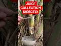 Collecting Sugarcane Juice Directly from Plant 🌿 | Natural Juice Harvest #harvesting #juicer