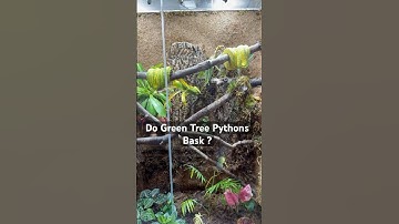 Do Green Tree Pythons Bask? #greentreepython #bioactive #basking #snake #morelia #snakebehavior