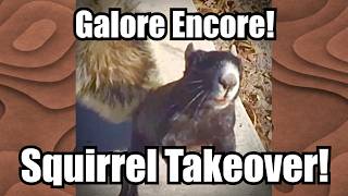 Galore Encore! - Squirrel Takeover!