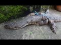 Gila‼️Penemuan Biawak Babon di kebun Warga‼️