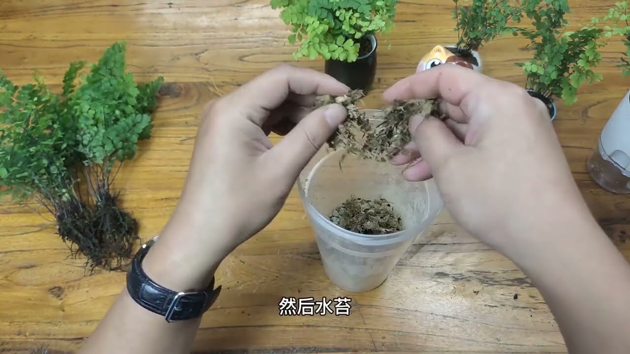 粉丝想看铁线蕨，安排五种玩法，冰激凌铁线蕨苔藓微景观
