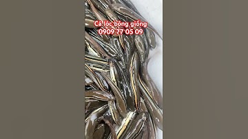 Cá lóc bông giống 0909 77 05 09 #cá_giống #trại_cá_giống_út_me #mientay #fish #traicagiongdongthap