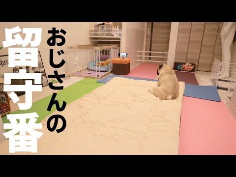 [一人暮らし] パグのお留守番を盗撮してみたらチーン鳴らしまくってたWWWWW