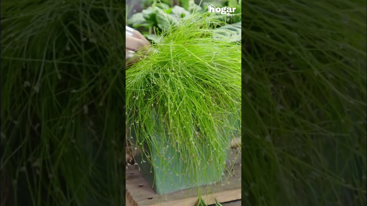 Naturaleza que transforma espacios