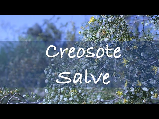 5 Ways To Make Creosote Salve From The Sonoran Desert 2024