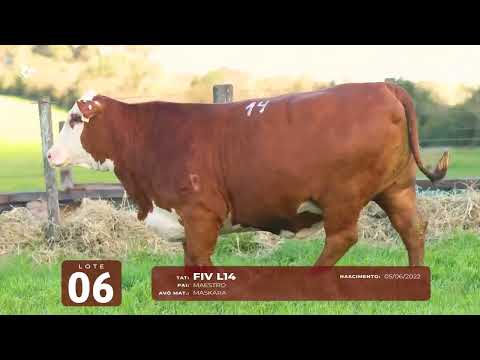 LOTE 06   TAT L14 F Braford