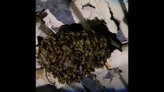 Yuji Matando Abelhas Kkk