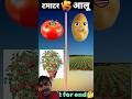 आलू vs टमाटर #viral #shortvideo #shorts #short