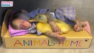 BiBi helps duckling stuck in the rain