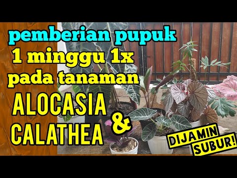 Video: Pemberian Makan Tanaman Alocasia - Bagaimana Dan Kapan Memupuk Tanaman Alocasia