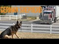 Youtube Loves My German Shepherd Named Opie !!!!!!