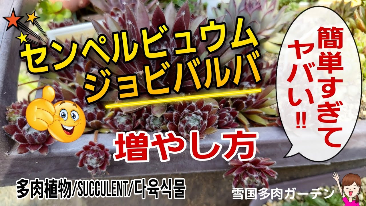 初心者さんでも大丈夫👍️超簡単なセンペルビウムとジョビバルバの