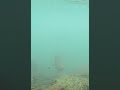 ミノーに襲いかかるトラウト水中動画【エリアミノーイング】　#Shorts