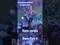 Acropora reef with Acropora eating fish Oxymonacanthus longirostris + rare Turbinaria heronensis!