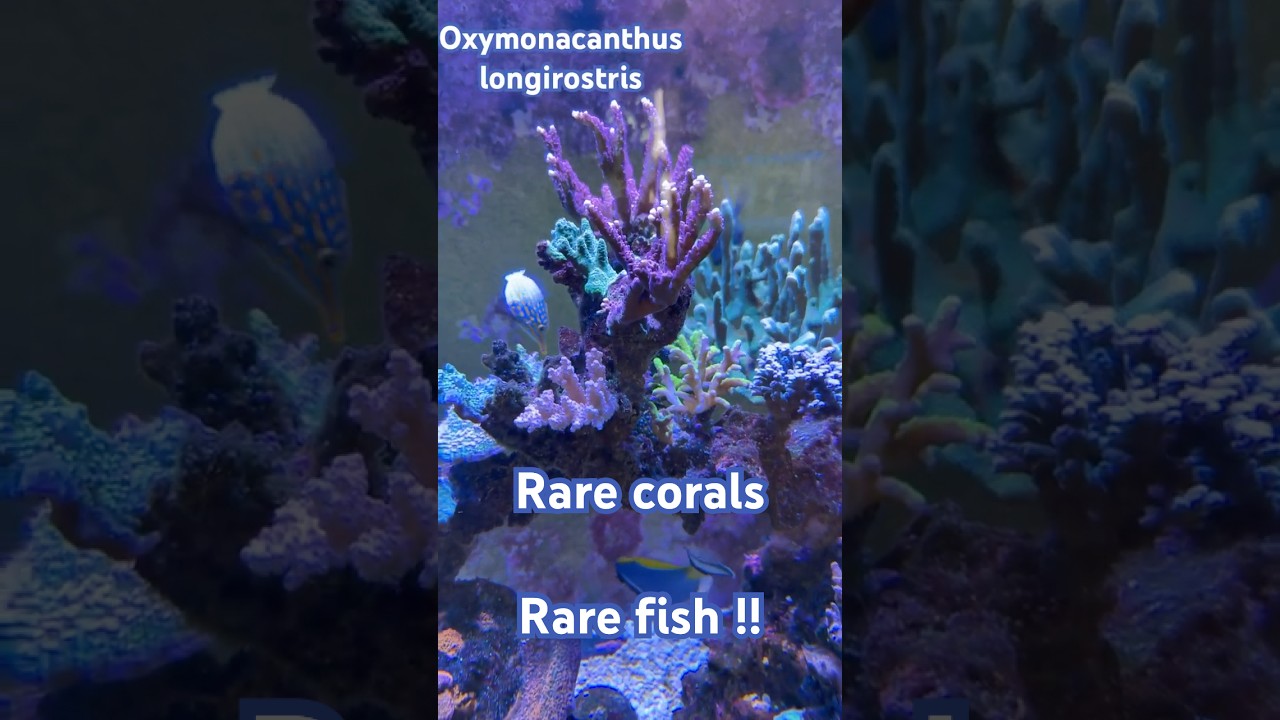 Acropora reef with Acropora eating fish Oxymonacanthus longirostris + rare Turbinaria heronensis!