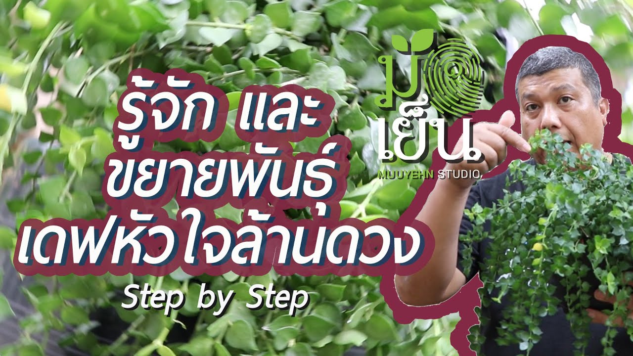 เดฟหัวใจล้านดวง รู้จักและขยายพันธุ์ ต้นไม้ประดับ ไม้ในร่ม ดูแลง่าย Million Heart