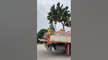 Độc Lạ Bưởi Cảnh Tết, Và Những cây bưởi cảnh tết đắt giá nhất Việt Nam. 0911451210.