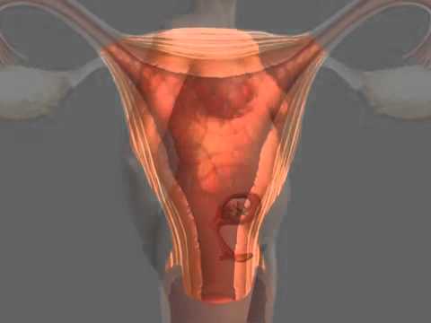 Женские половые органы (Анатомия)