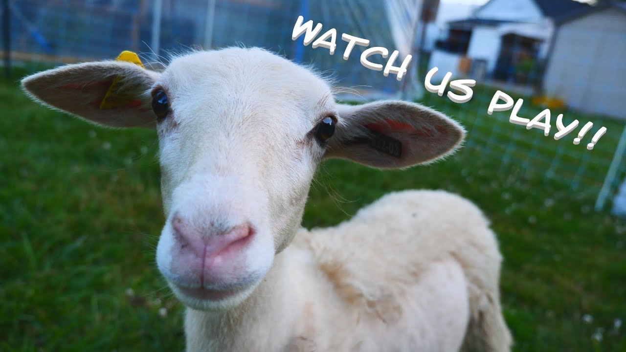 Sheep Playing | Sheep Zoomies | Homestead Evening Sounds-No