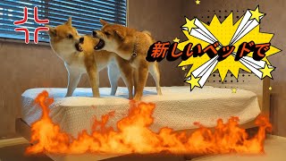 人間用のベッドを購入したら・・・☺#犬#柴犬#柴犬のいる暮らし#柴犬多頭飼い#もなか#shibainu #sibaken #dog#犬動画#犬好き#犬のいる生活#犬との暮らし