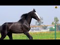 MARWARI HORSE II BALWANT FARMS &amp; STABLES II AMRITSAR || MANN HORSE PHOTOGRAPHY