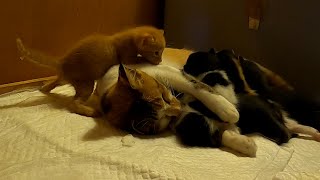 子猫を見ながらおいちゃんのドジな話　＊猫とは関係のない話です by あいねこ.Aineko 160 views 2 weeks ago 1 minute, 46 seconds