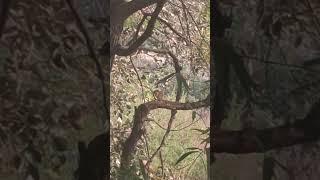 Sundar Gilahari ped par #shortsfeed #gilhari #gilahari #khar #kharutai #squirrel #cuteanimal #beauty