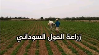 كيفية زراعة الفول السوداني| مشروع مربح في المغرب