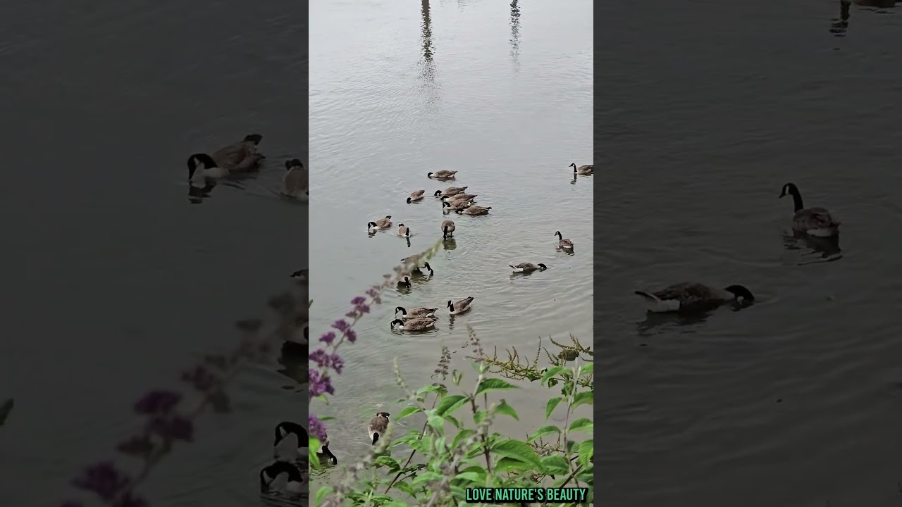 Amazing Nature Wildlife Scenery | 