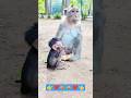 mankey video, #cuteanimals #monkey #funnymonkey #animals #monkeybusiness #youtubeshorts #chimpanzee