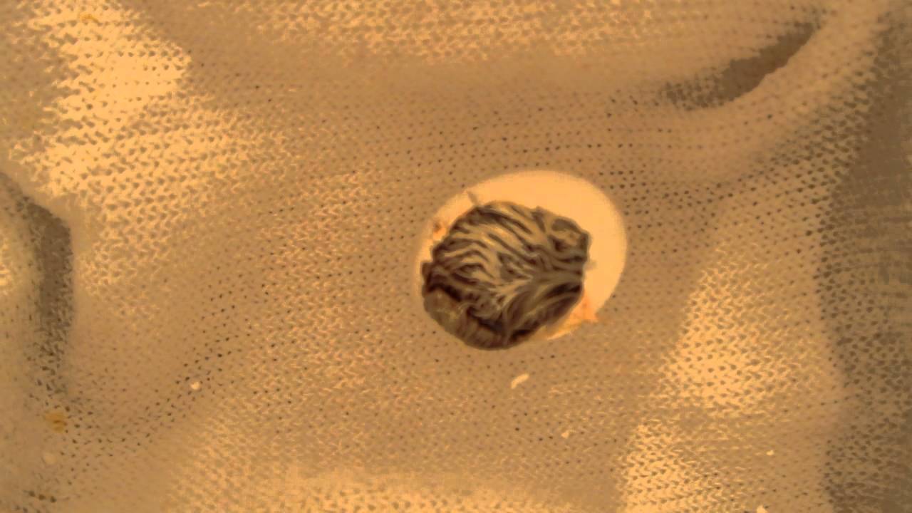 Mourning Dove egg hatching 